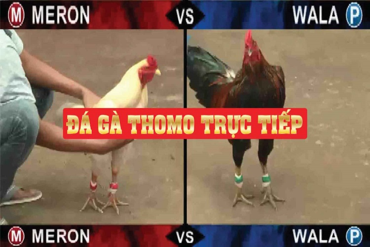 Đá gà trực tiếp Thomo, Campuchia hôm nay