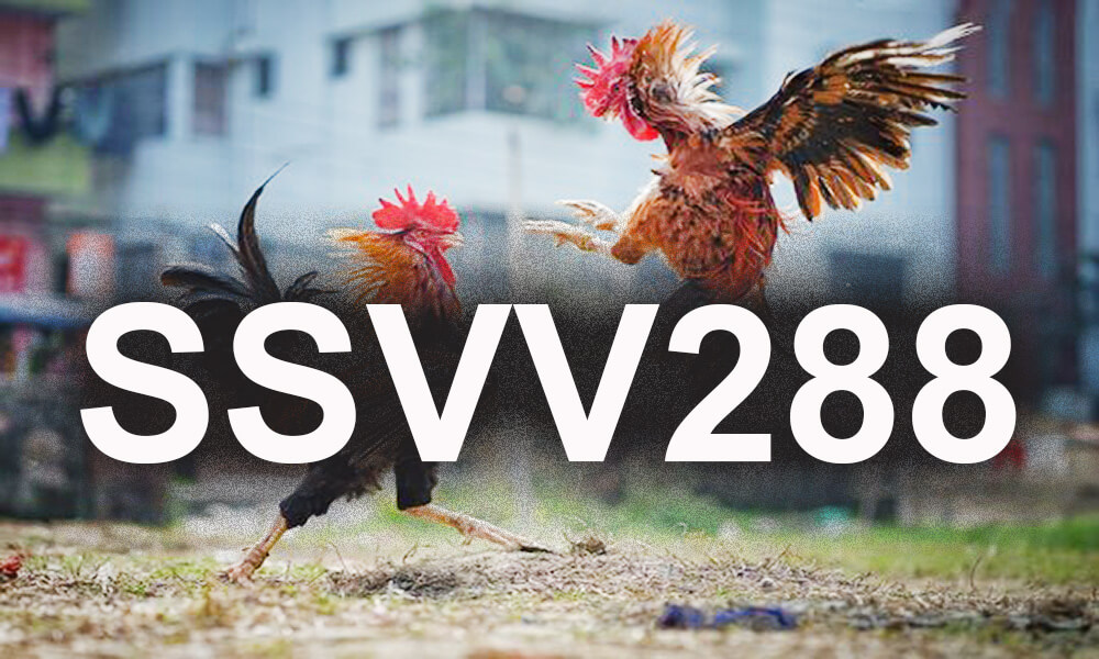 SSVV288 - Link vào trang quản trị đá gà SSVV288 mới nhất